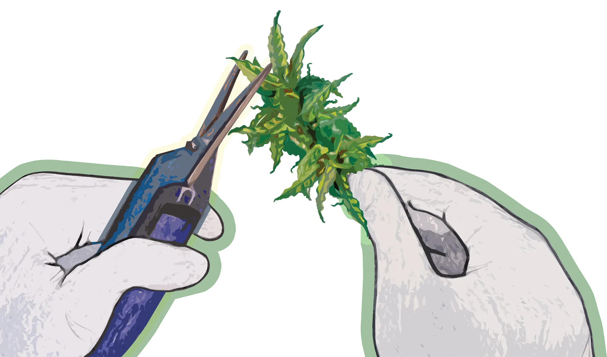 Trimming cannabis illustration