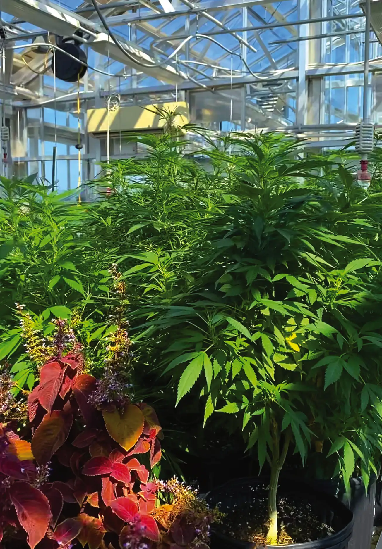 Hemp plants are carefully tended to in the rooftop greenhouse of the Cohen Science Center. Far right, Dr. Terzaghi and his student research team analyzed the cannabinoids from the plants during summer research. From left: Krishna Patel ’25, Esther Orlando ’23, Terzaghi, and Hannah Dittus ’25.